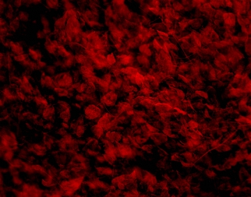 medium_nuit-rouge.2.jpg
